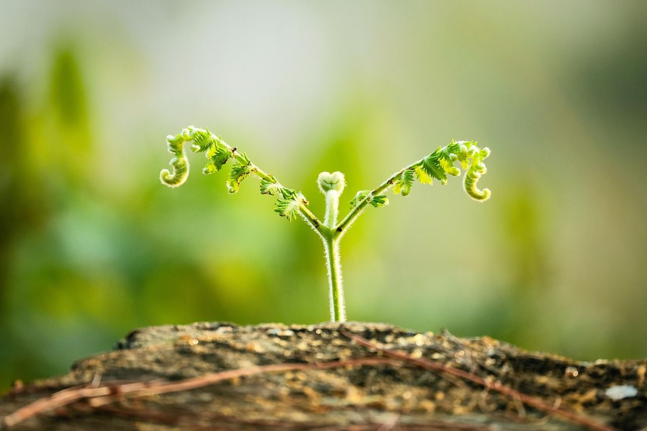 🌱 Estas bactérias que ajudam as plantas contra as doenças