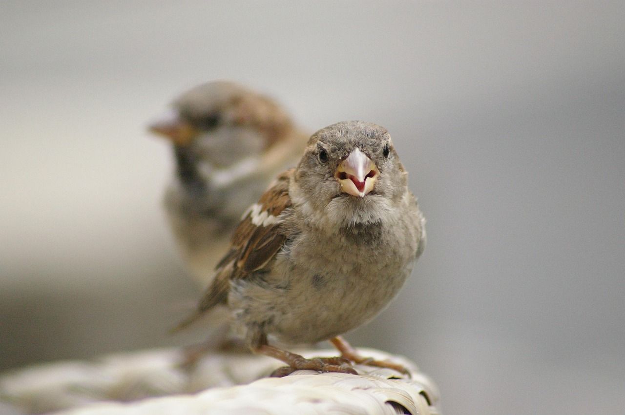 🐦 Os pássaros das cidades têm mais medo das mulheres do que dos homens, por quê?