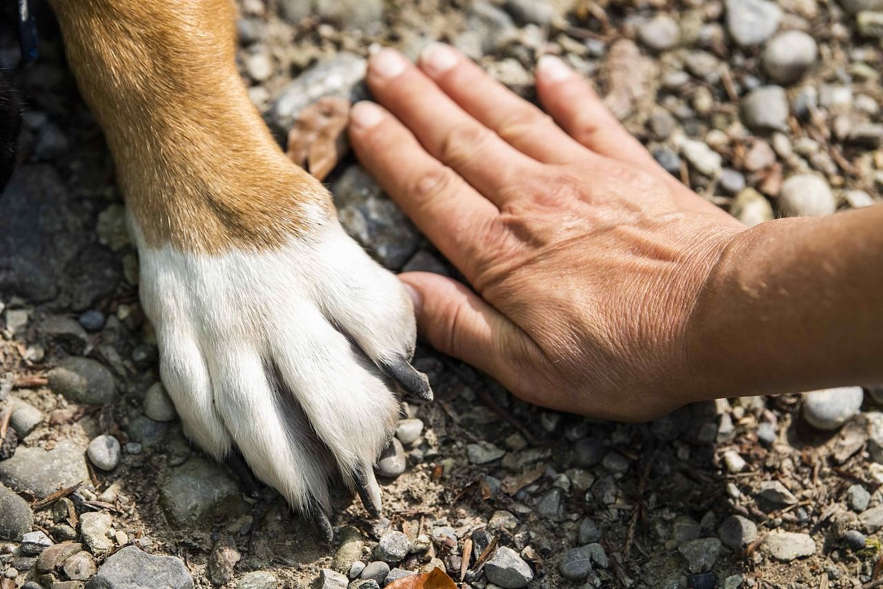 Most mammals have 5 fingers: why?