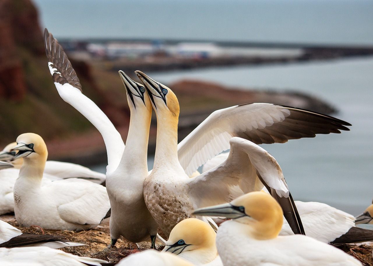 🐦 Comment fait le fou de Bassan pour plonger dans l'eau à 113 km/h ?