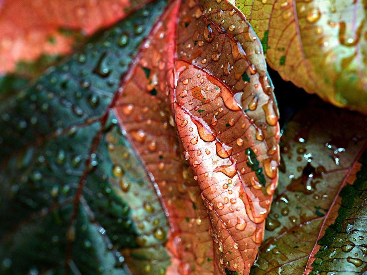 Why is dew more frequent in autumn than in summer?
