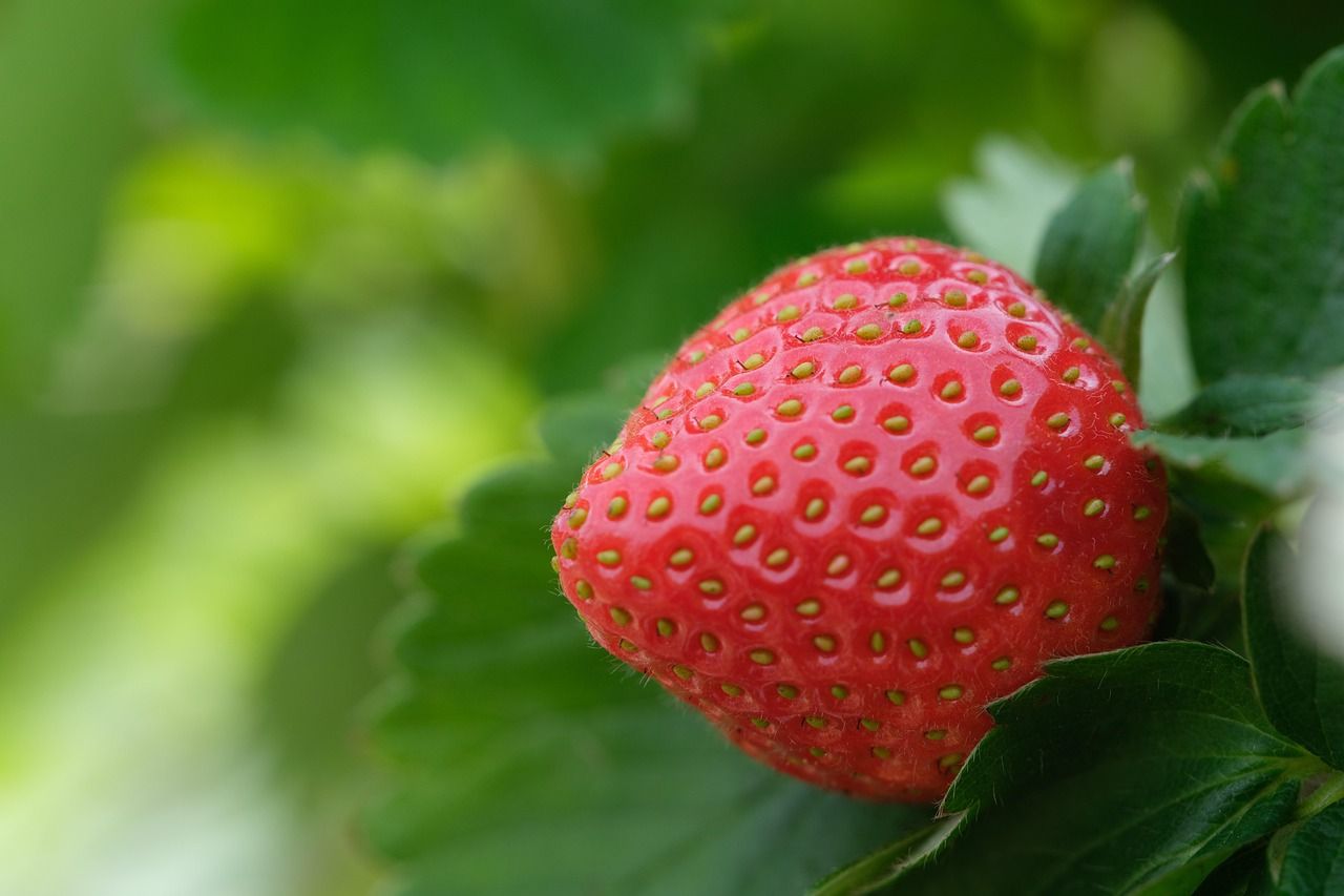 🍓 La fraise renferme un héritage génétique hors norme