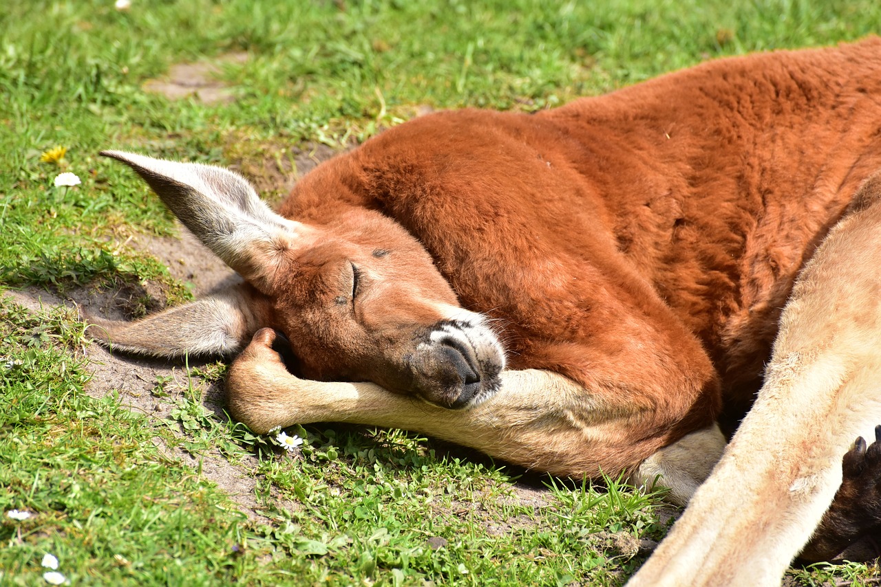 Les marsupiaux seraient les mammifères les plus évolués