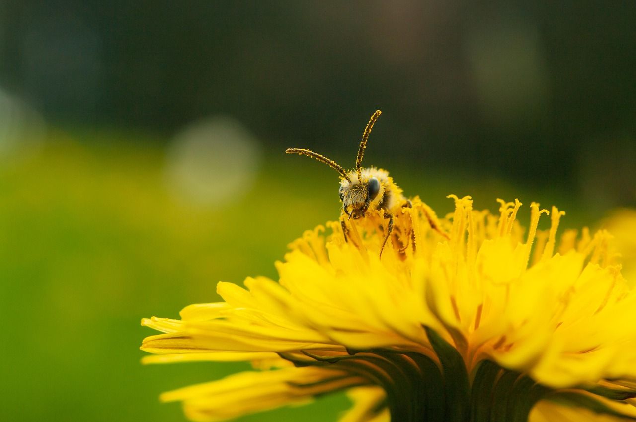 🐝 Nas abelhas, o tamanho do cérebro importa, mas não como pensamos