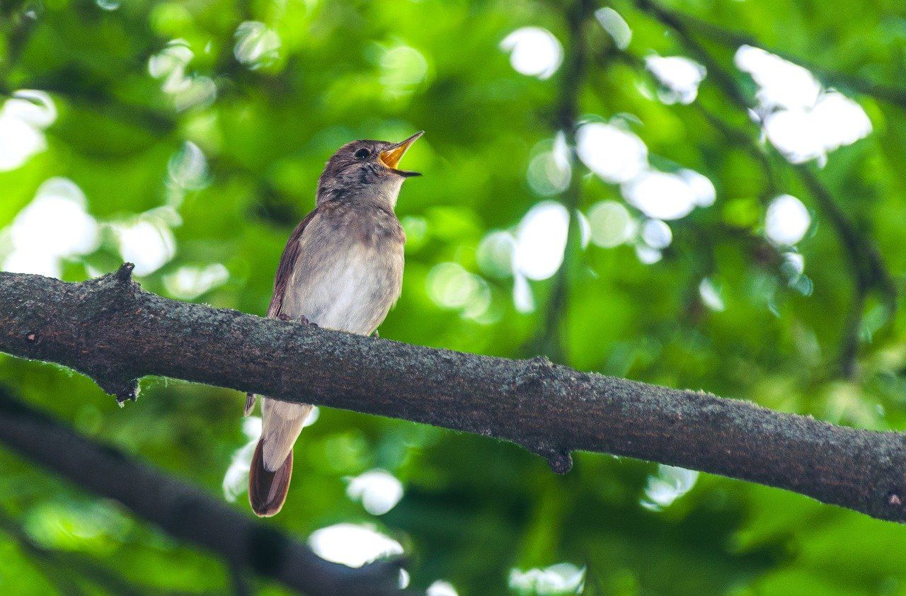 Why do birds sing more in the spring, and more in the morning?