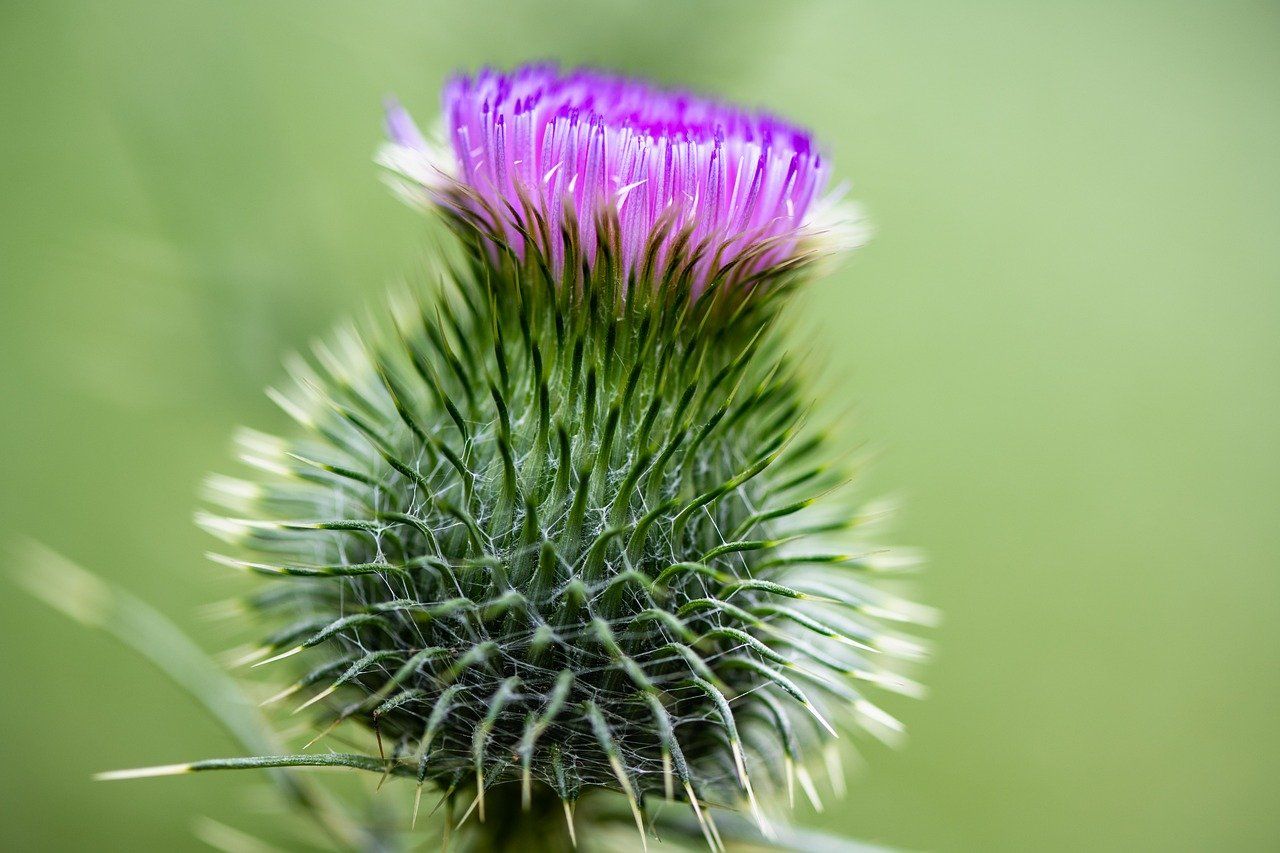 This thistle compound accelerates nerve regeneration