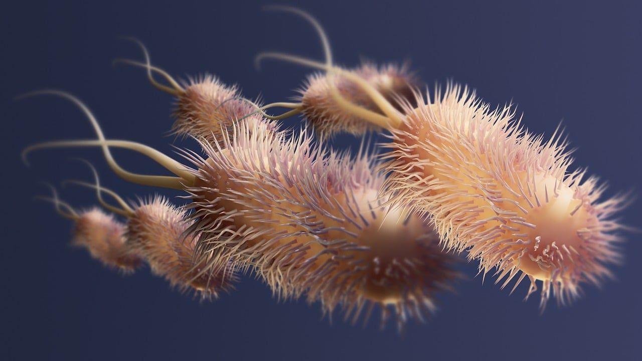 Ces minuscules créatures vont-elles dominer les océans de demain ?