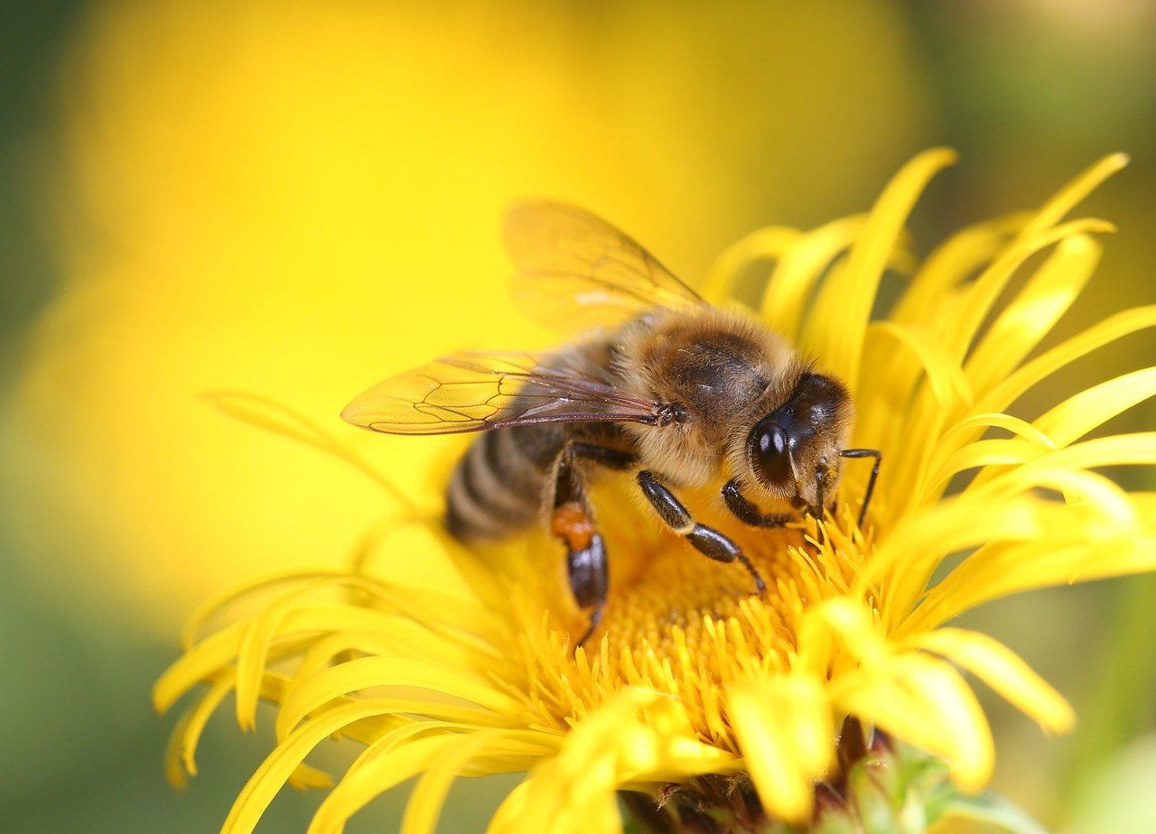 Les fleurs laissent tomber les insectes pollinisateurs