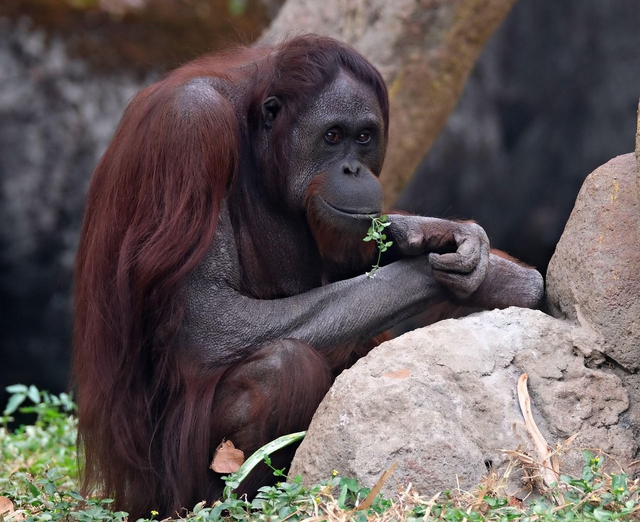 💊 Automédication observée chez les orangs-outans avec des plantes médicinales