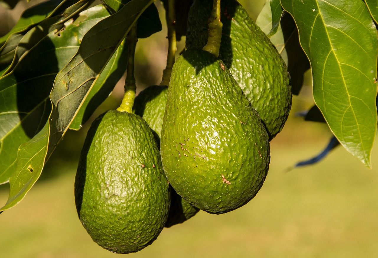 Voici pourquoi manger trop d’avocats est néfaste