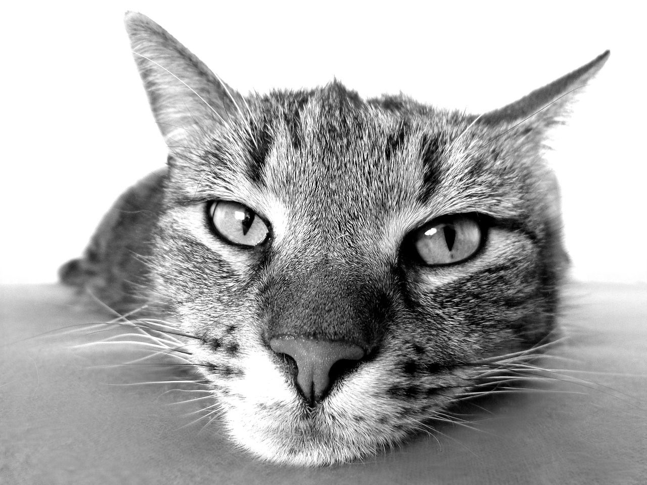 Voici ce qui se passe lorsqu'un chat mange trop