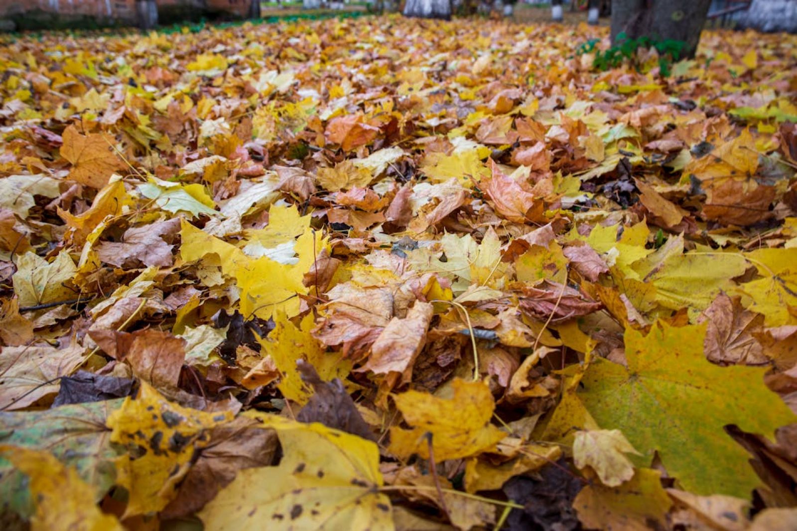 How do trees "know" it's time to lose their leaves?