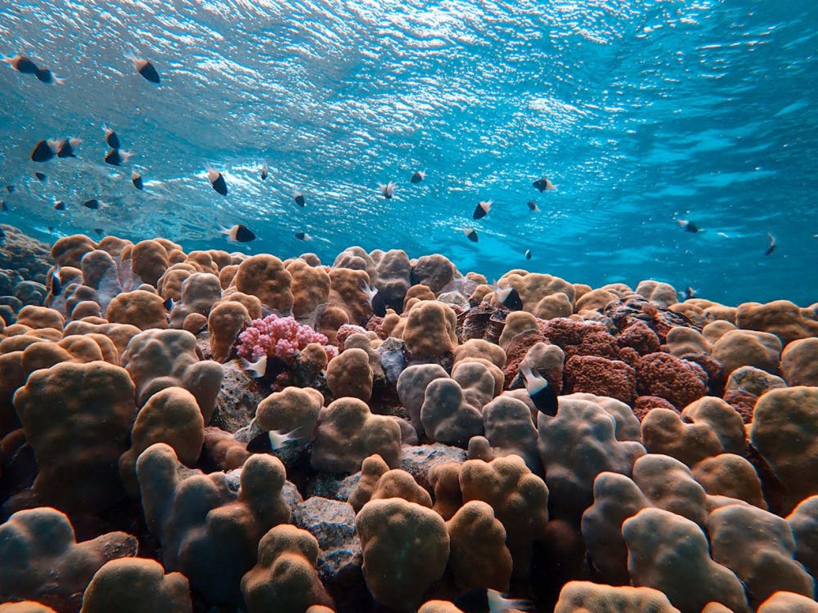 Enigma: 70% of missing ocean plastics remain unaccounted for. An unexpected resolution...