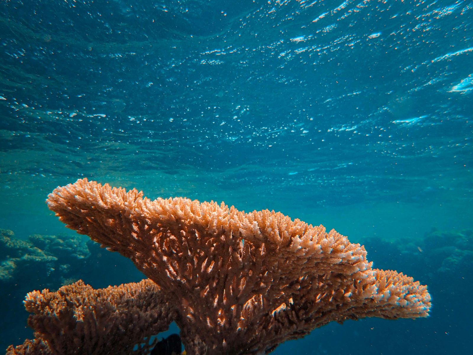 🪸 Descoberta de um papel fundamental dos recifes de coral no ciclo do carbono