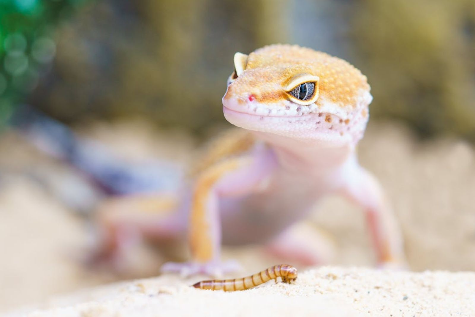 A sixth sense discovered in geckos
