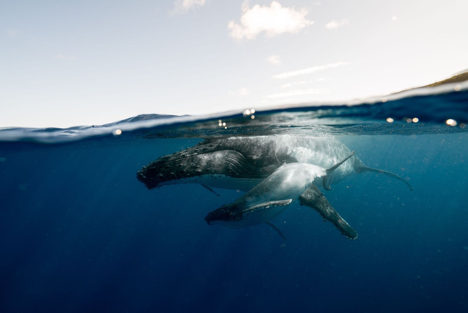 Baleine Ă bosse et son petit sous la surface de lâocĂ©an.