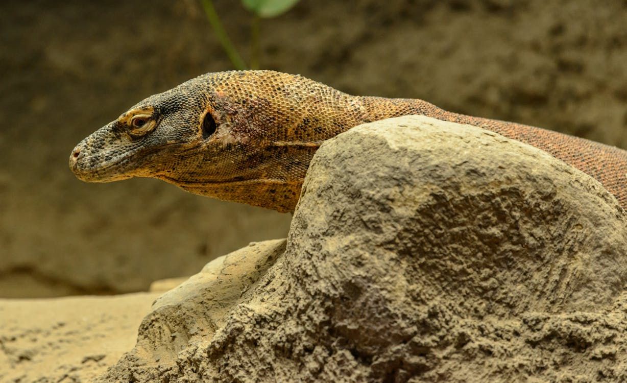 Discovery of metallic teeth in this reptile: an evolutionary innovation?