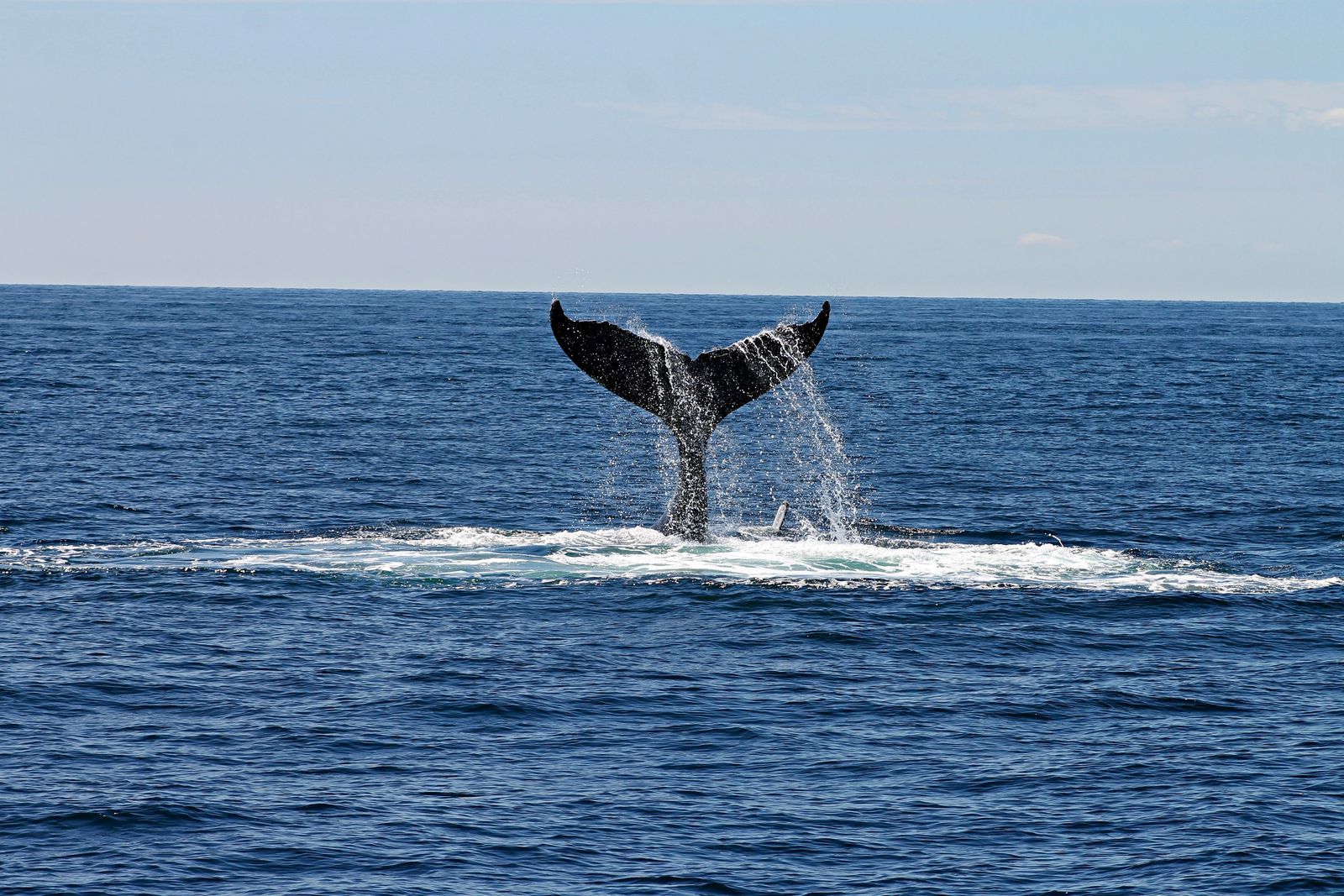 Des milliers de baleines migrent avec le réchauffement climatique