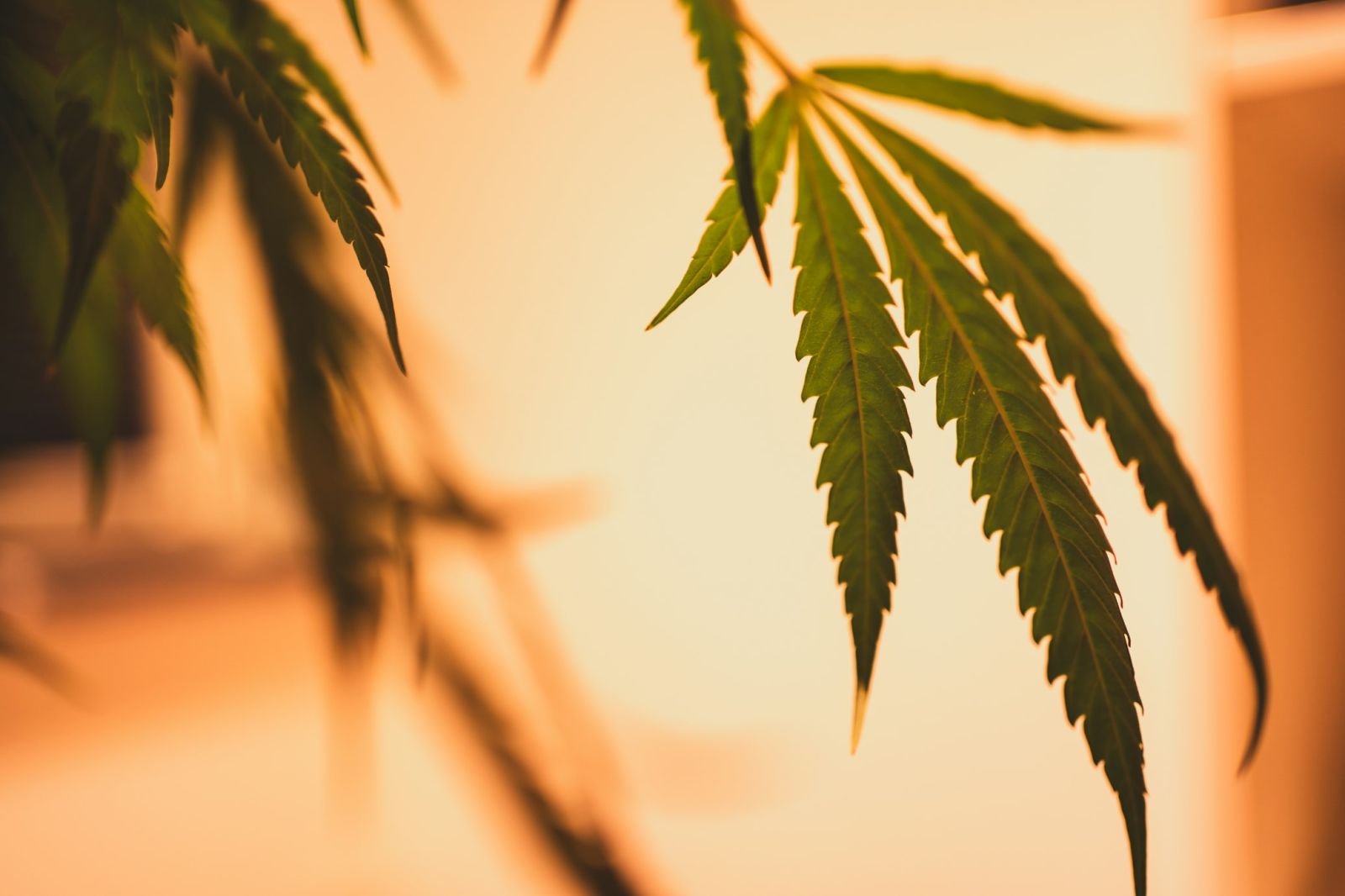 🧠 Bloquer les effets néfastes du THC pour ne conserver que le bénéfique