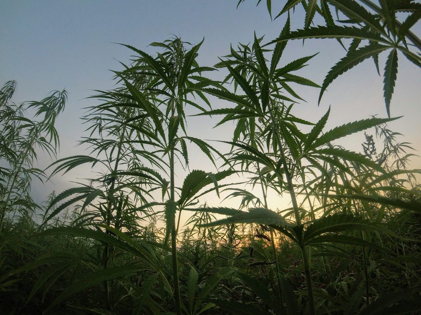 🌿 Les cannabinoïdes, une piste contre le foie gras