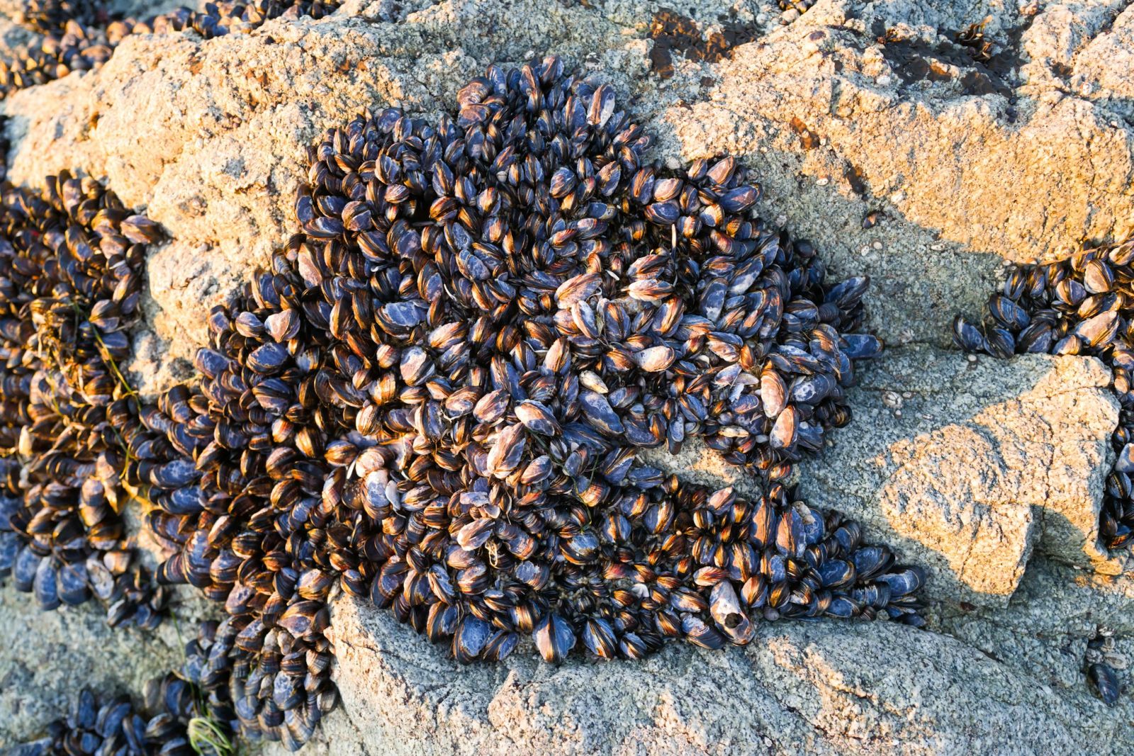 ⚗️ Mussels and mistletoe to replace our glues and plastics