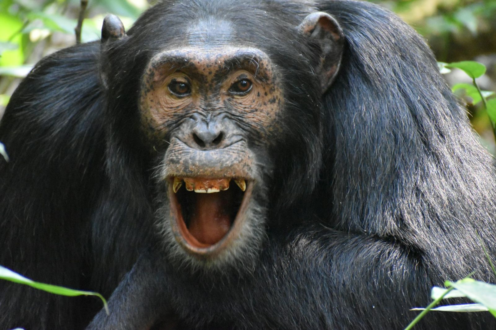 😄 15 millions d'années de rire : ce que nos ancêtres ont légué à notre voix
