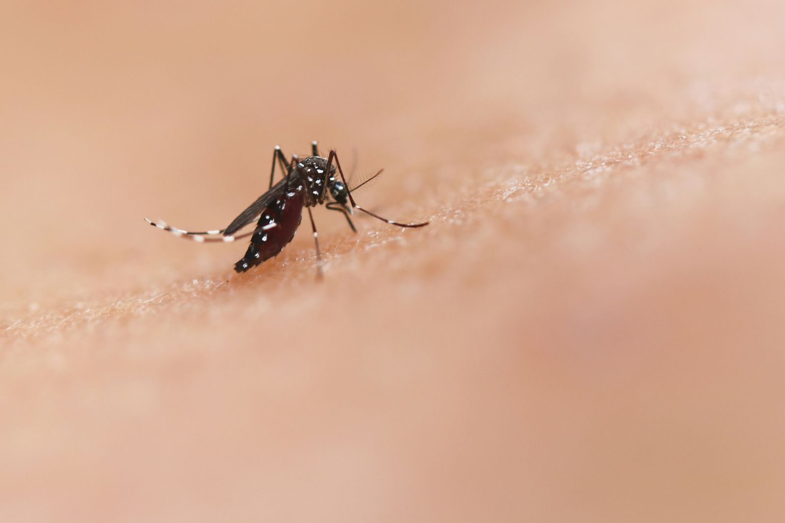  Cette nouvelle molécule se révèle très efficace contre la dengue