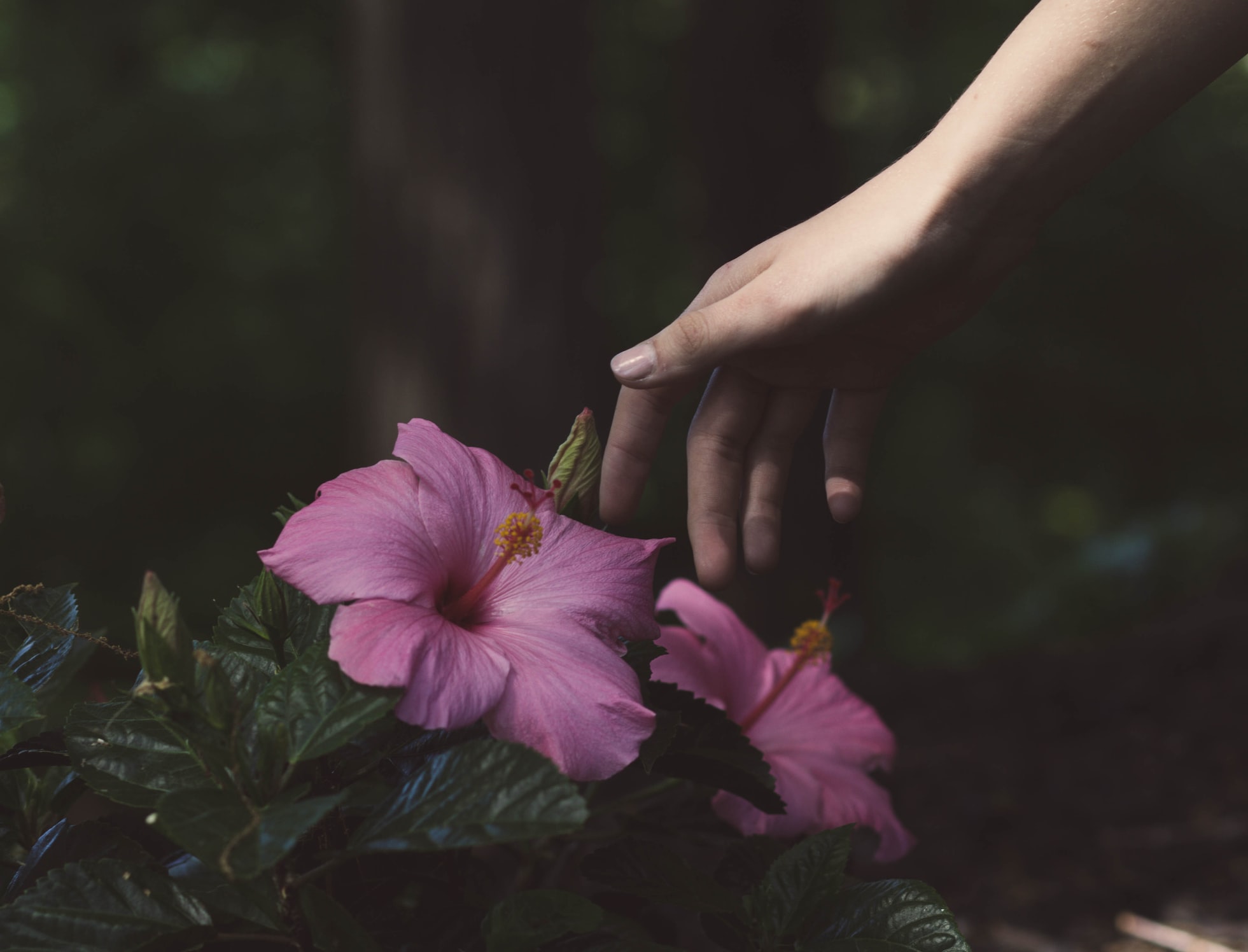 VIDEOS - Des chercheurs découvrent un inattendu sens du toucher chez les plantes