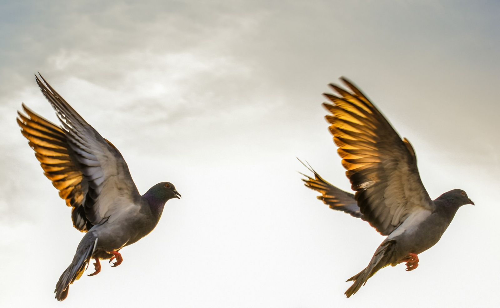 🧭 Découverte : des cellules immunitaires guident les pigeons voyageurs