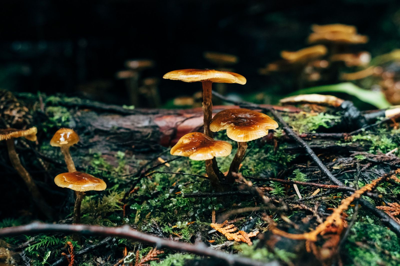 Why do mushrooms grow in autumn?