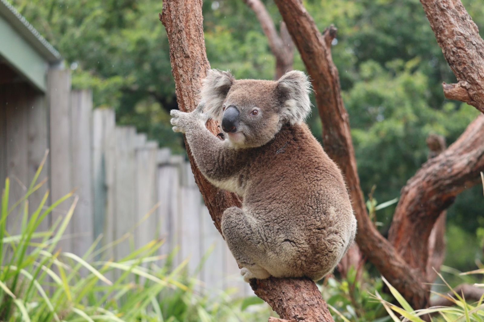 🐨 Le jour où les koalas ont frôlé l'extinction