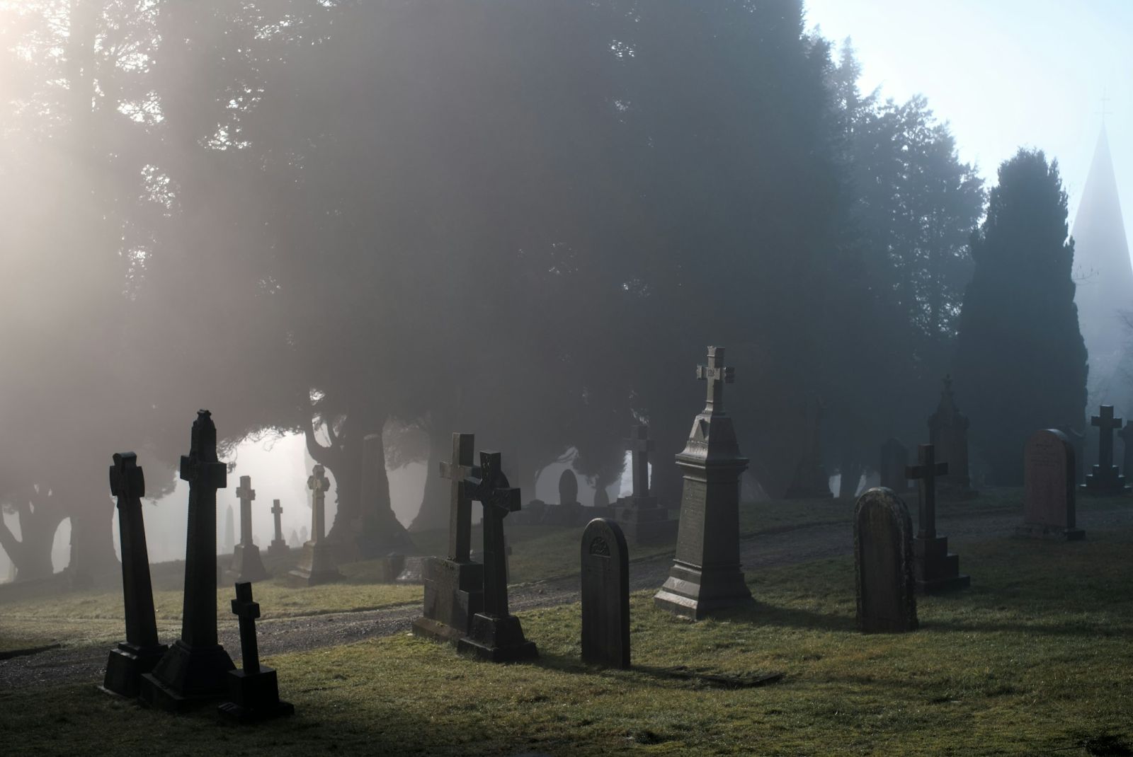 🐝 Millions of bees are thriving beneath this cemetery