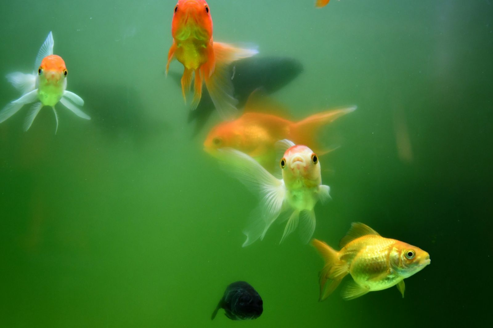 🐟 Peixes dourados soltos perturbam gravemente os lagos