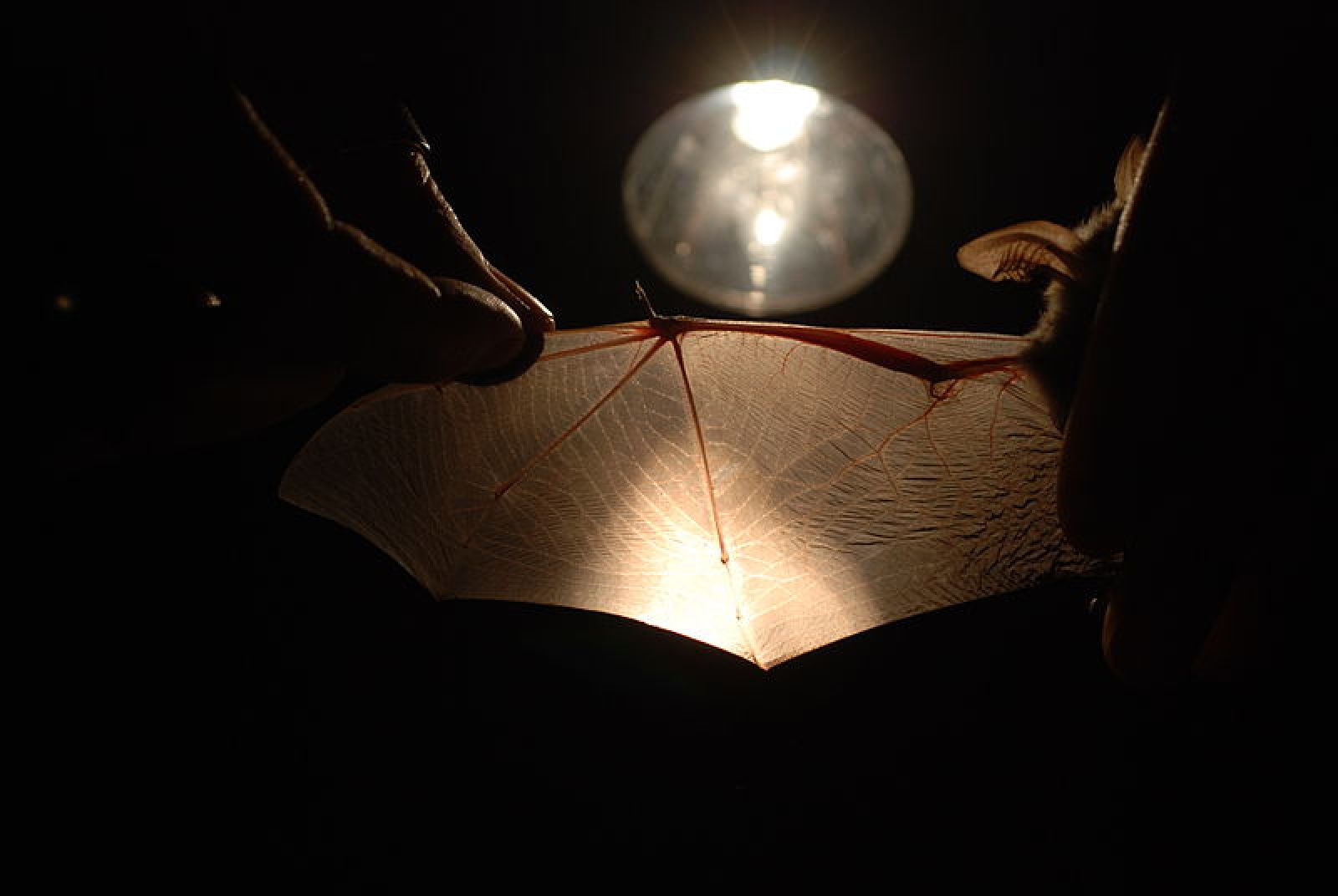 Pourquoi les chauves-souris sont-elles condamnées à voler ? 🦇
