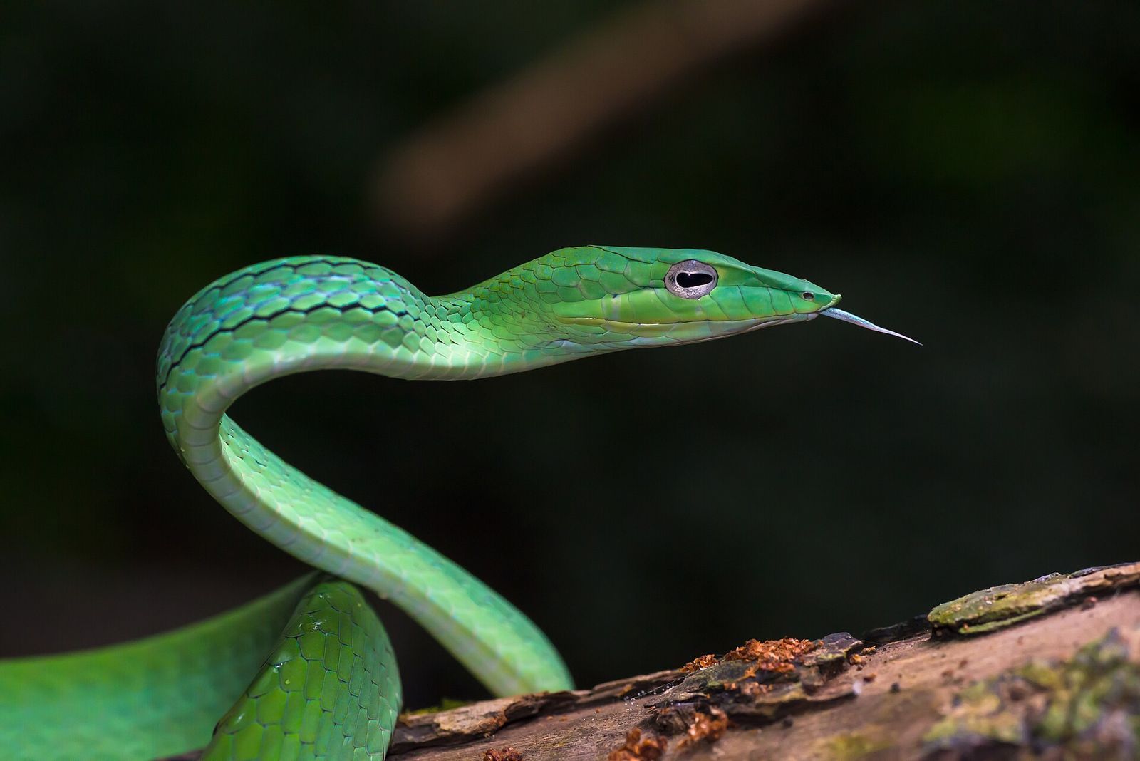Les morsures de serpent feraient bien plus de victimes qu'estimé