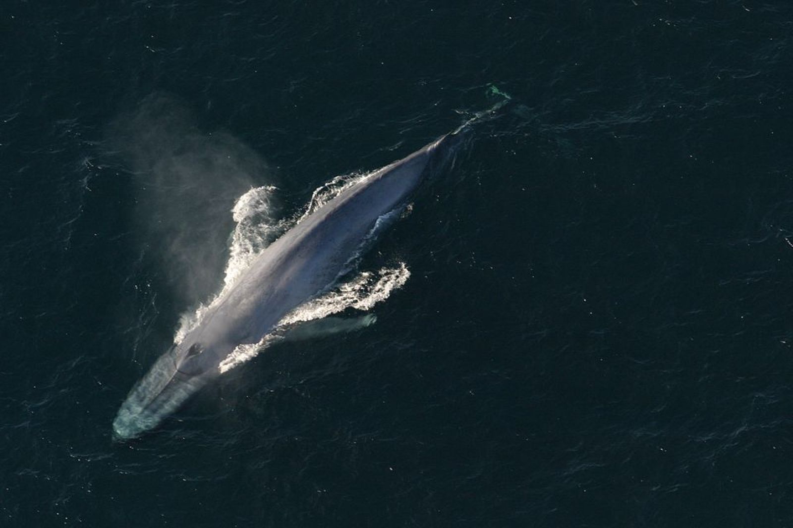Have you heard of the 'whale pump' phenomenon? 🐋