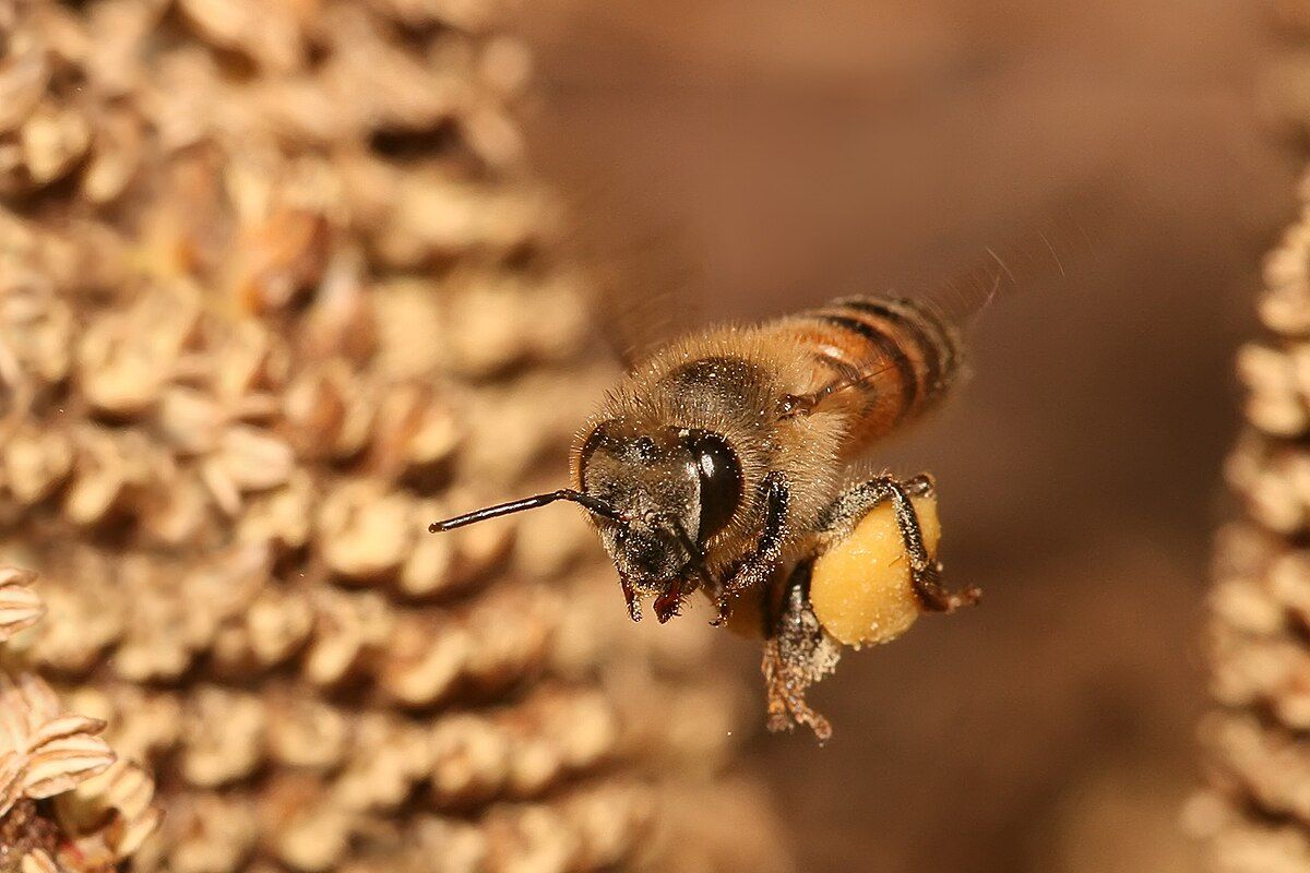 🐝 Bees inadvertently carry antibiotics