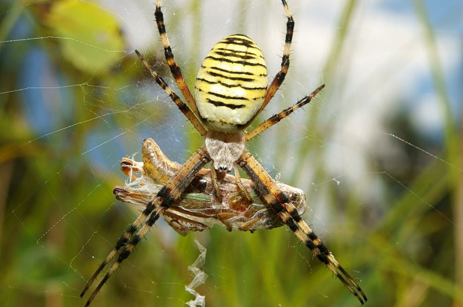Découverte : les araignées sentent les odeurs avec... leurs pattes ! 🕷️