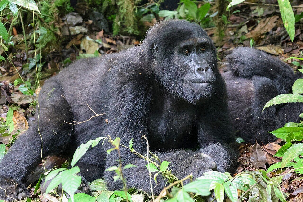 🦍 Eis por que os primatas têm comportamentos homosexuais
