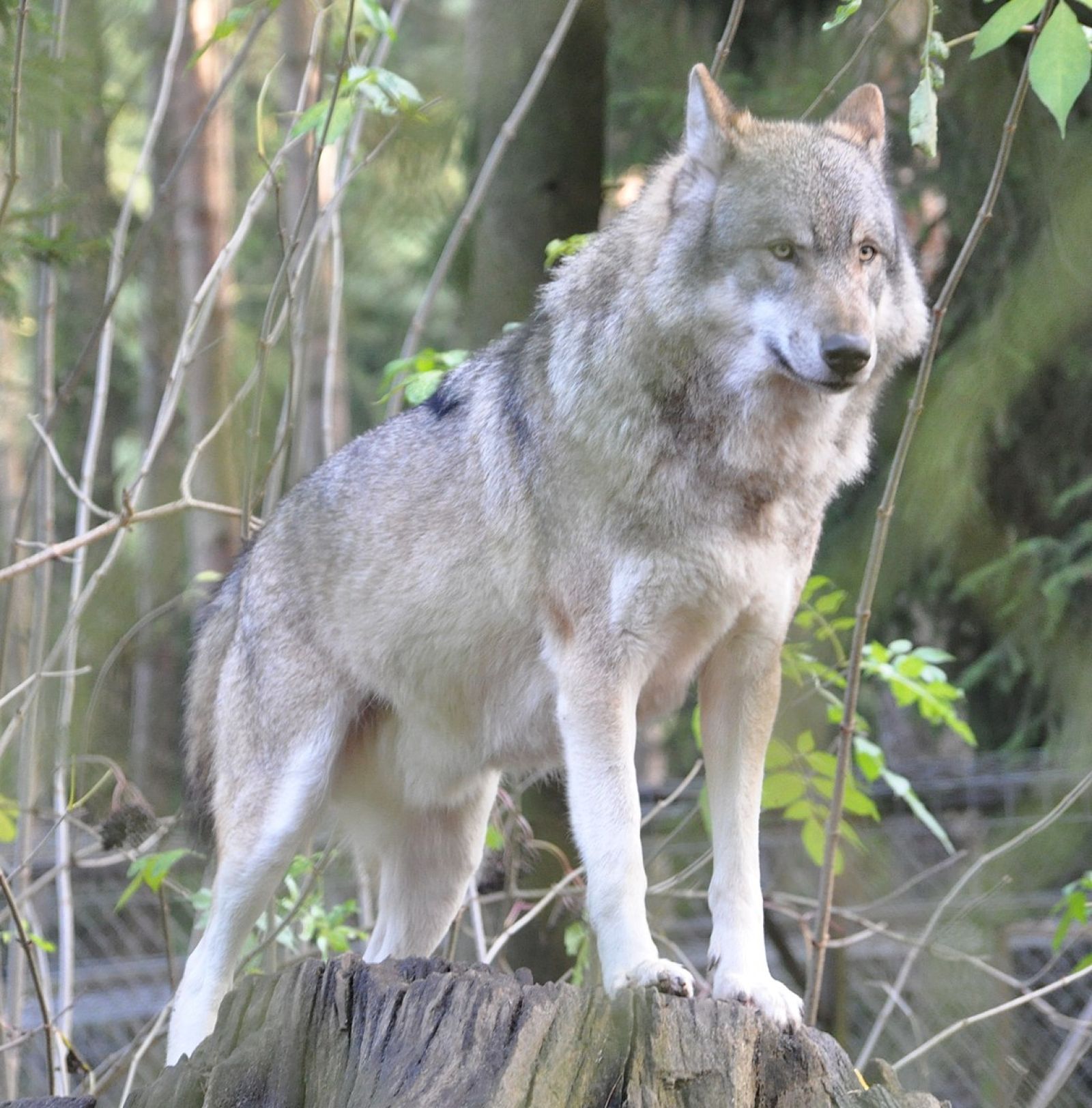🐺 First wolf-dog hybrid confirmed in Greece
