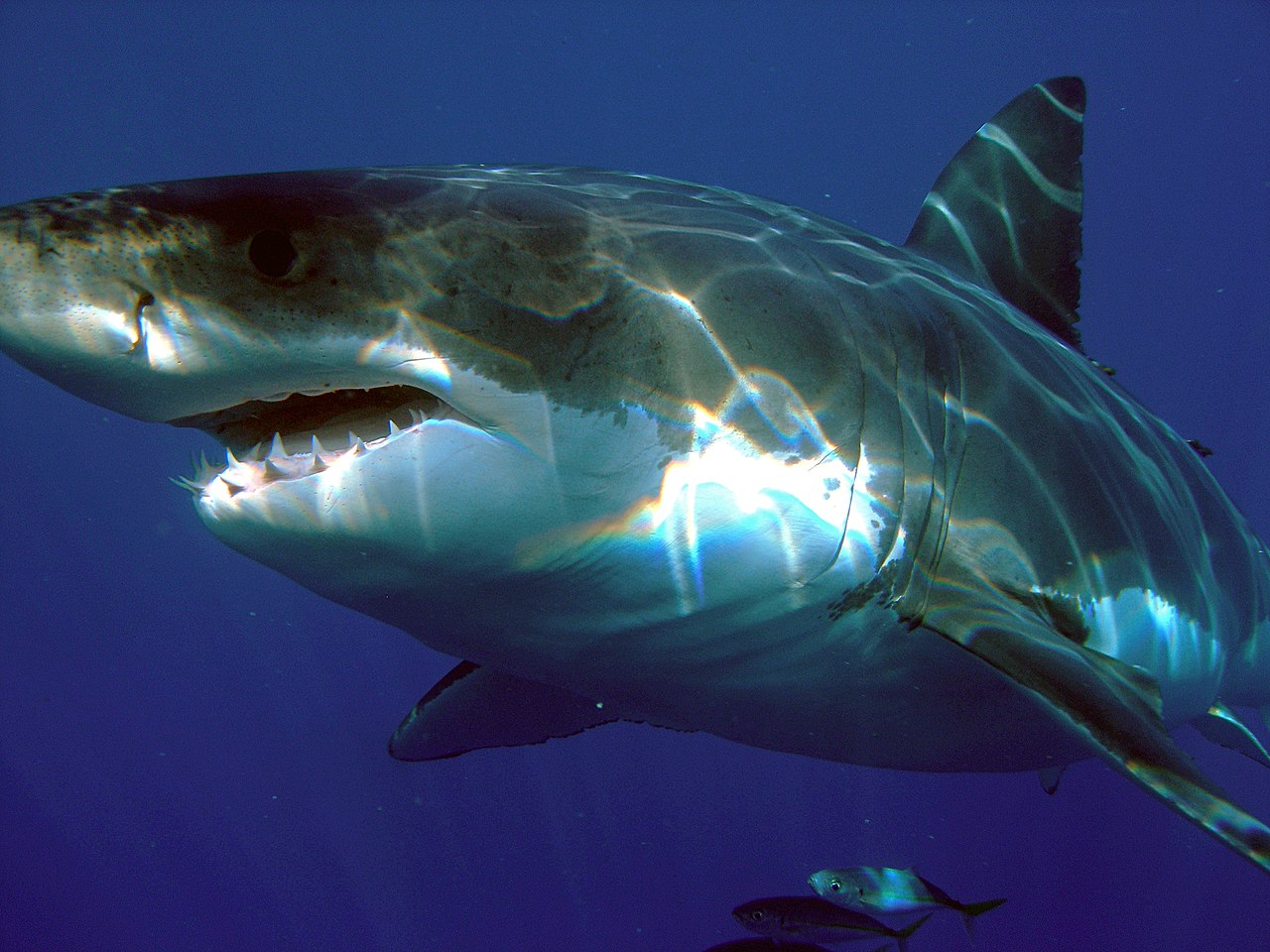 Attention: les grands requins blancs migrent vers nos latitudes