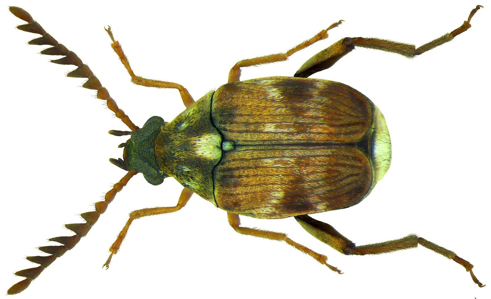 Garlic and Mint Droplets Enhance Natural Insecticide - News Directory 3
