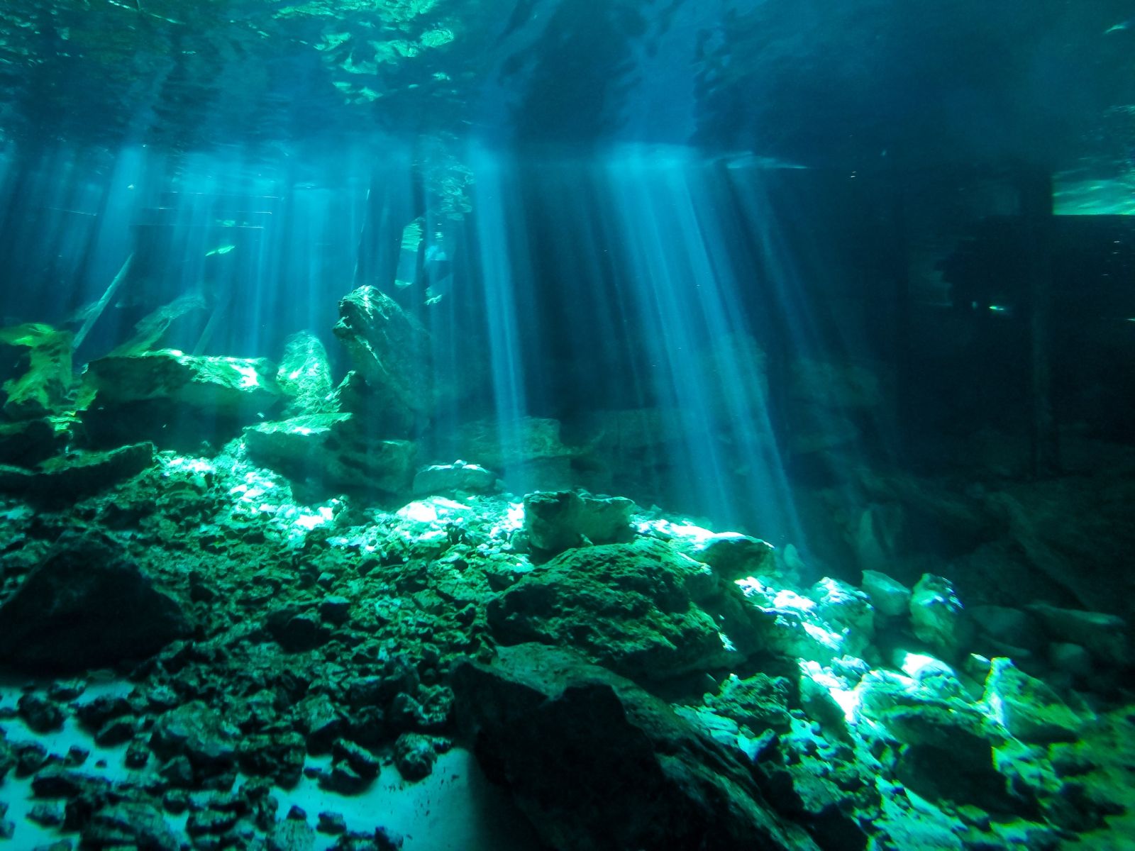 Découverte d'une vie cachée dans les profondeurs souterraines du Yucatán