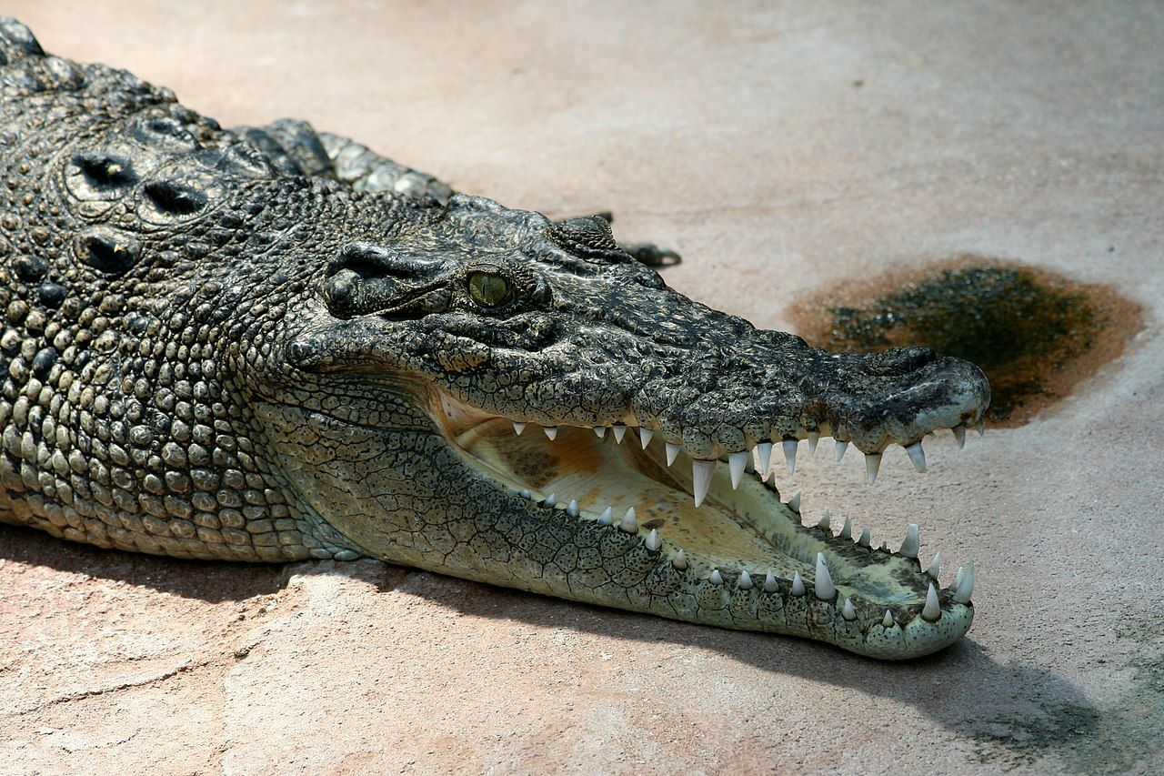 Le passage d'un hélicoptère a provoqué une frénésie d'accouplement de crocodiles... mais pourquoi ?