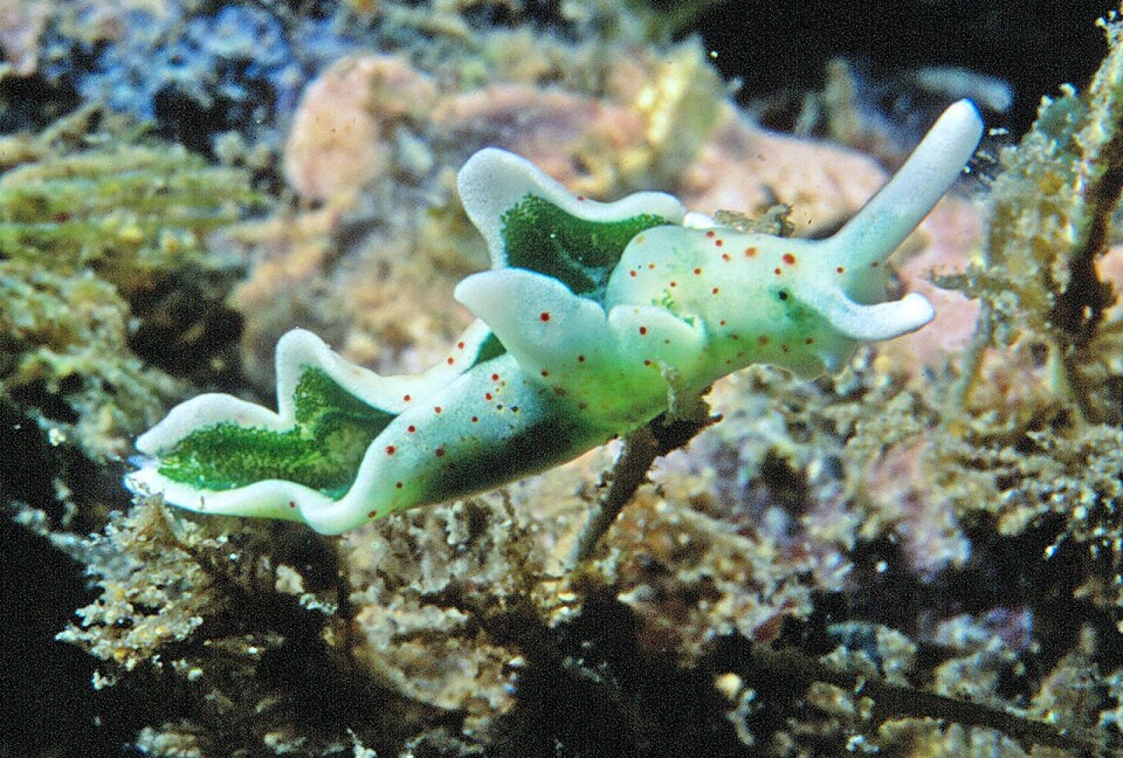 ☀️ Incroyable : comment cet animal peut-il faire la photosynthèse ?