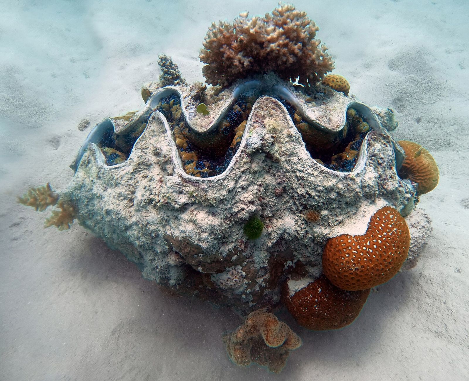 Comment ce mollusque géant surpasse (de très loin) les meilleurs panneaux solaires ?