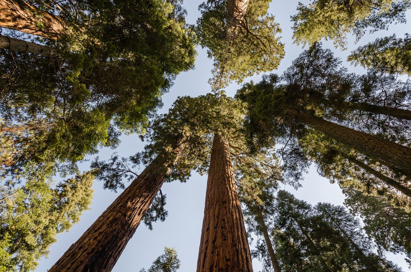 Os sequoias gigantes prosperam no Reino Unido