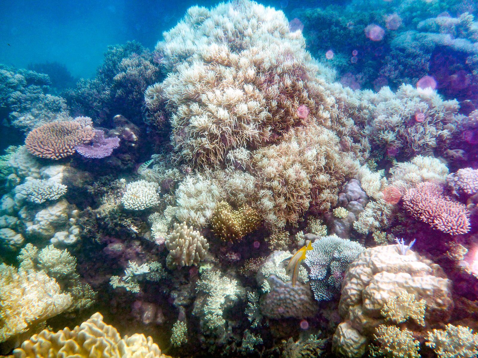 🪸 La Grande Barrière de corail reprend des couleurs, pourquoi ?