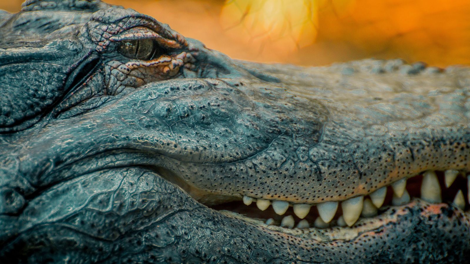 Why did crocodiles survive while dinosaurs disappeared? 🐊