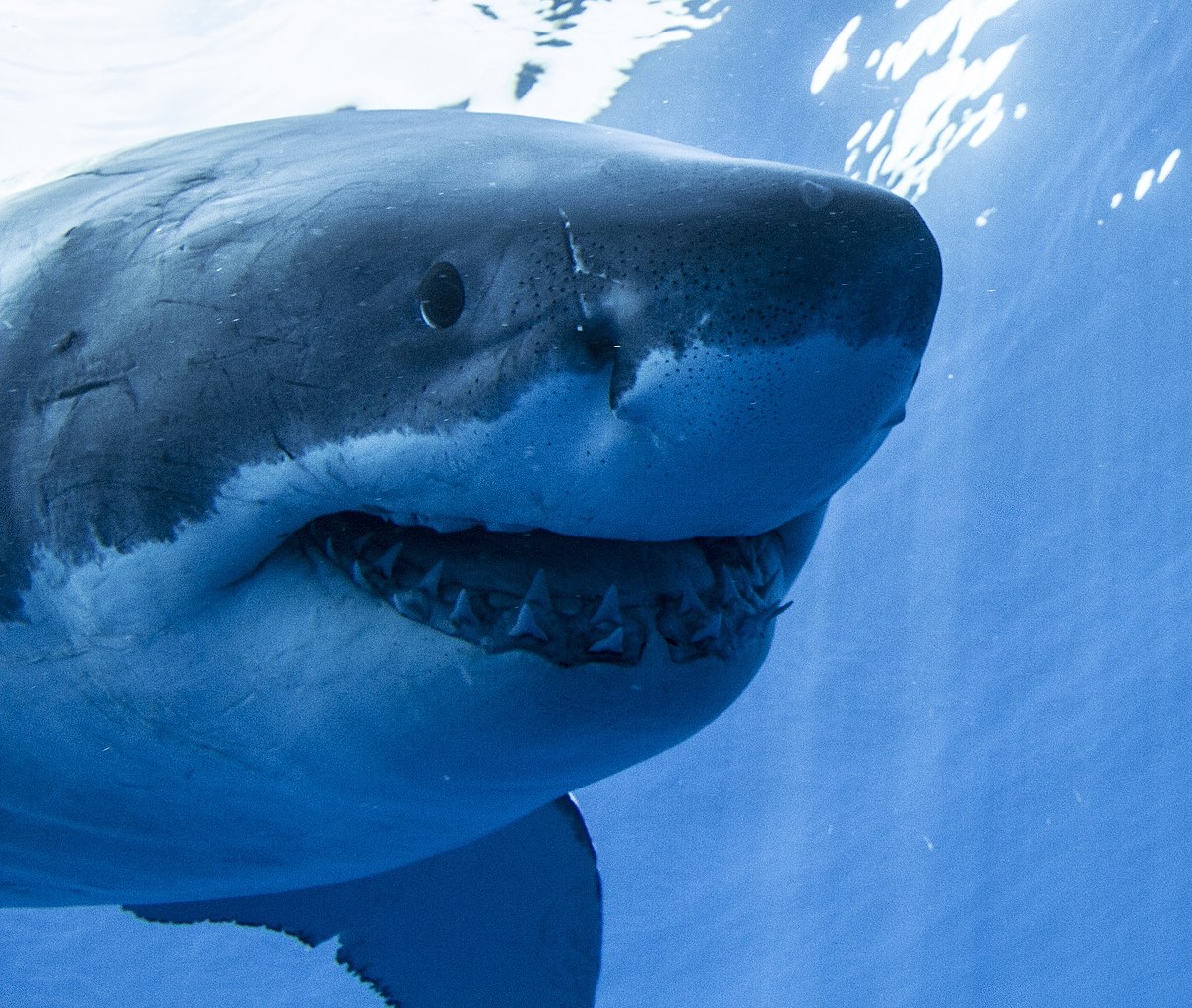 Les grands requins blancs n'aiment visiblement pas mordre les humains
